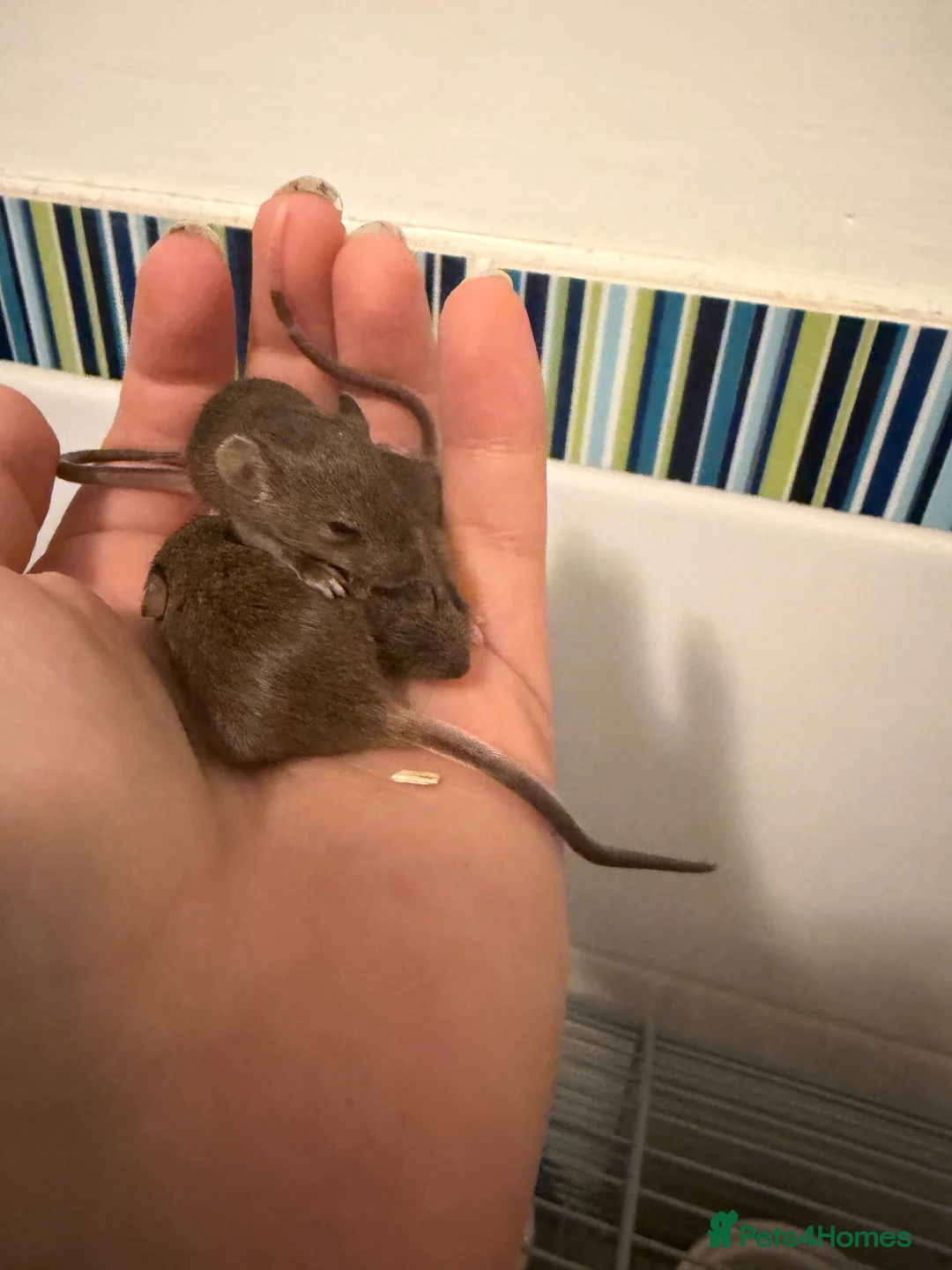 Mouse rodents for sale: Baby mice  - Advert 1