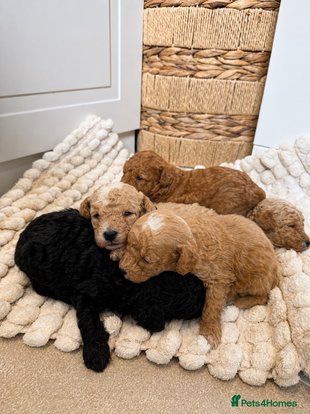 Toy Poodle dogs Adorable Toy Poodle Puppies  - Advert 8