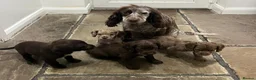 Cocker Spaniel dogs for sale: Cocker spaniels - Advert 14