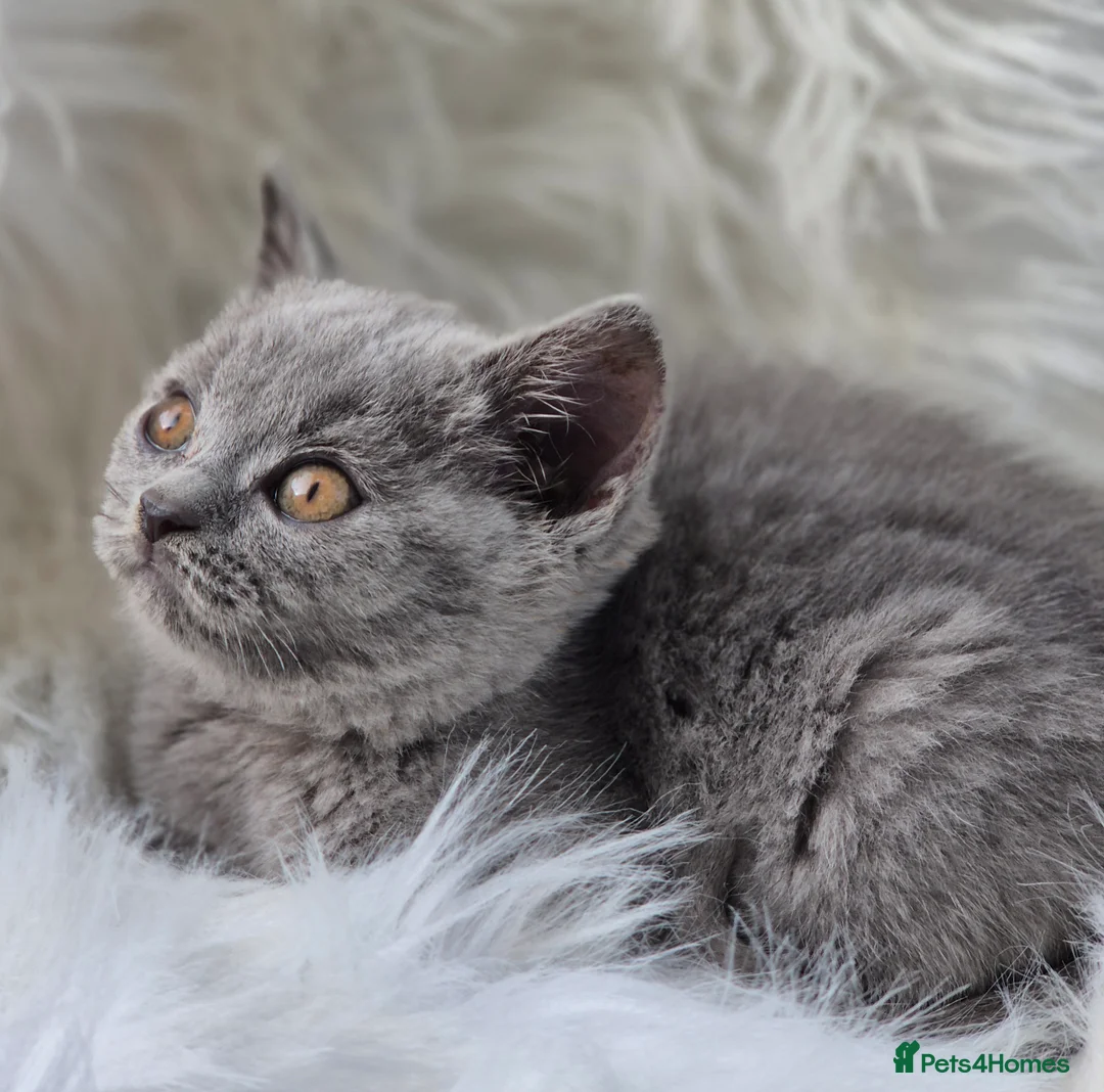 British Shorthair cats for sale: Stunning BSH kitten GCCF Reg Champion sired - Advert 19