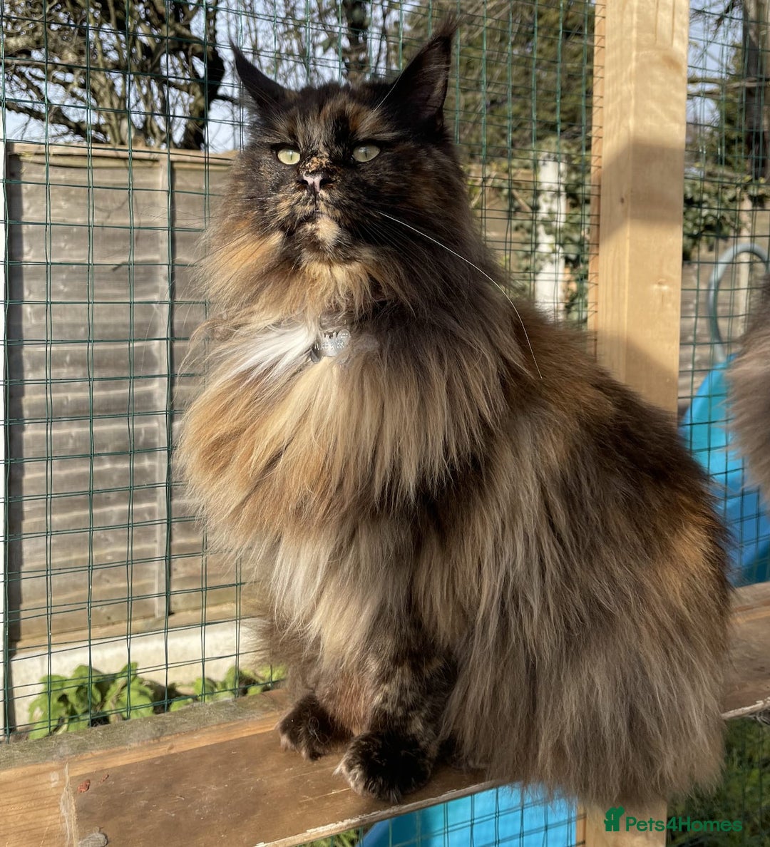 Maine Coon cats for sale: Beautiful Maine Coon babies  - Image 14
