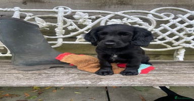Cocker Spaniel dogs - Advert 14