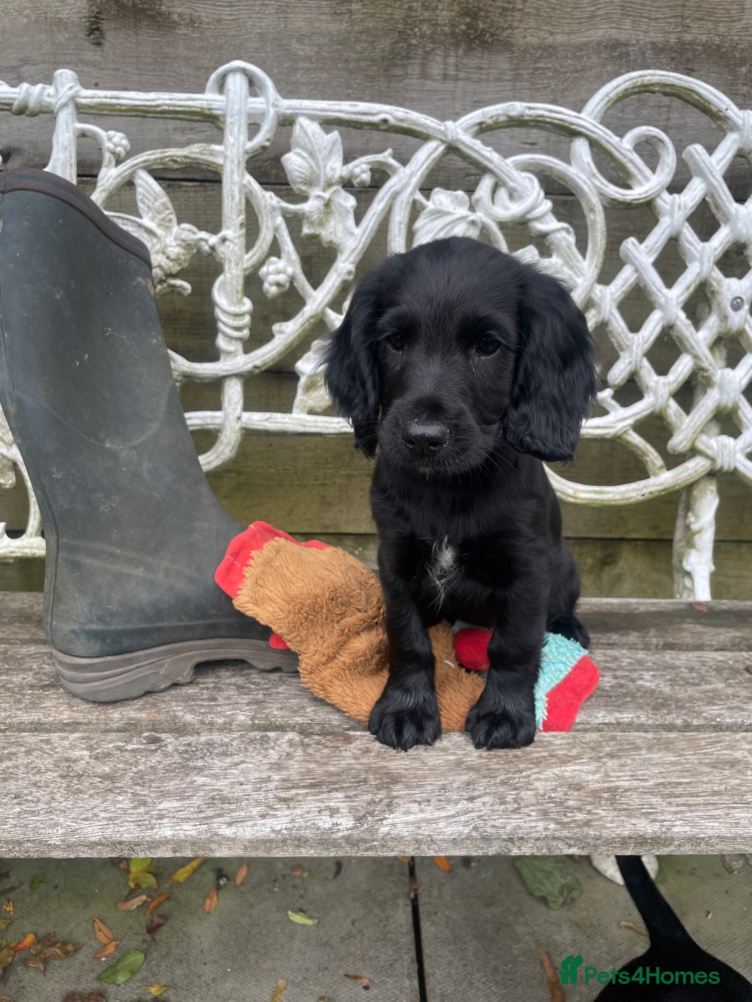 Cocker Spaniel dogs for sale: One boy and one girl - Image 2