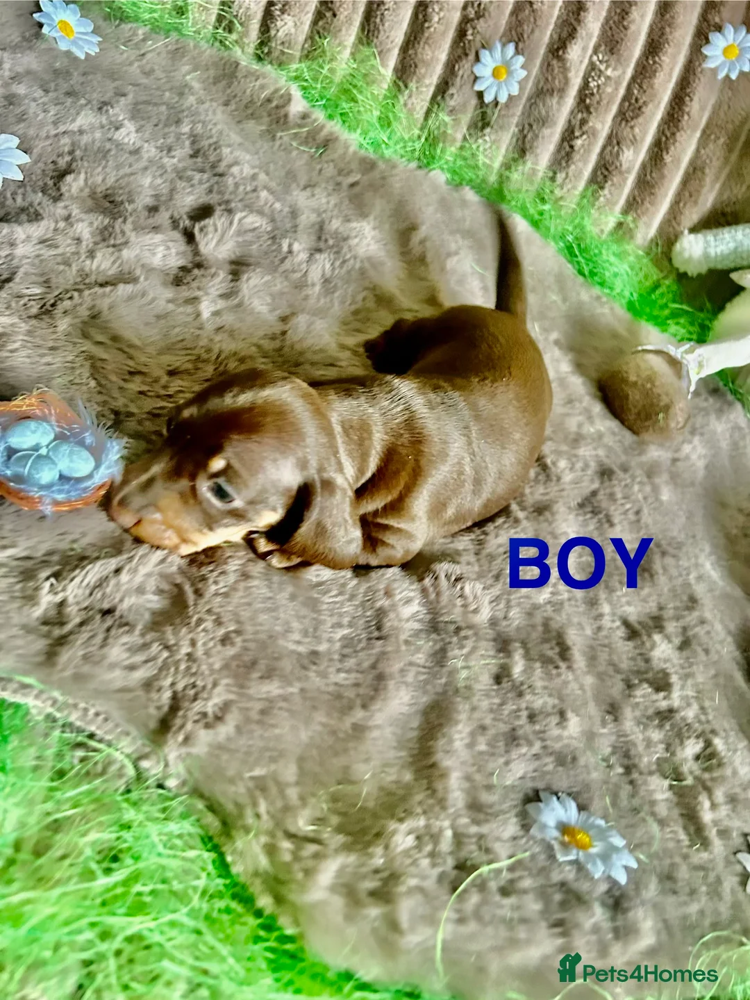 Dachshund dogs for sale: Dachshund Puppies   - Advert 17