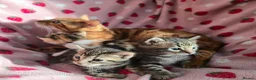 Mixed Breed cats for sale: Adorable Bengal x Shorthair Kittens  - Advert 2