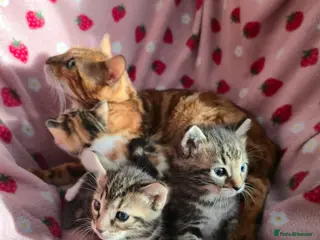 Mixed Breed cats Adorable Bengal x Shorthair Kittens - Advert 1