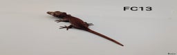 Gecko reptiles for sale: Red & Orange Stripe Gargoyle Gecko CB25  - Advert 2