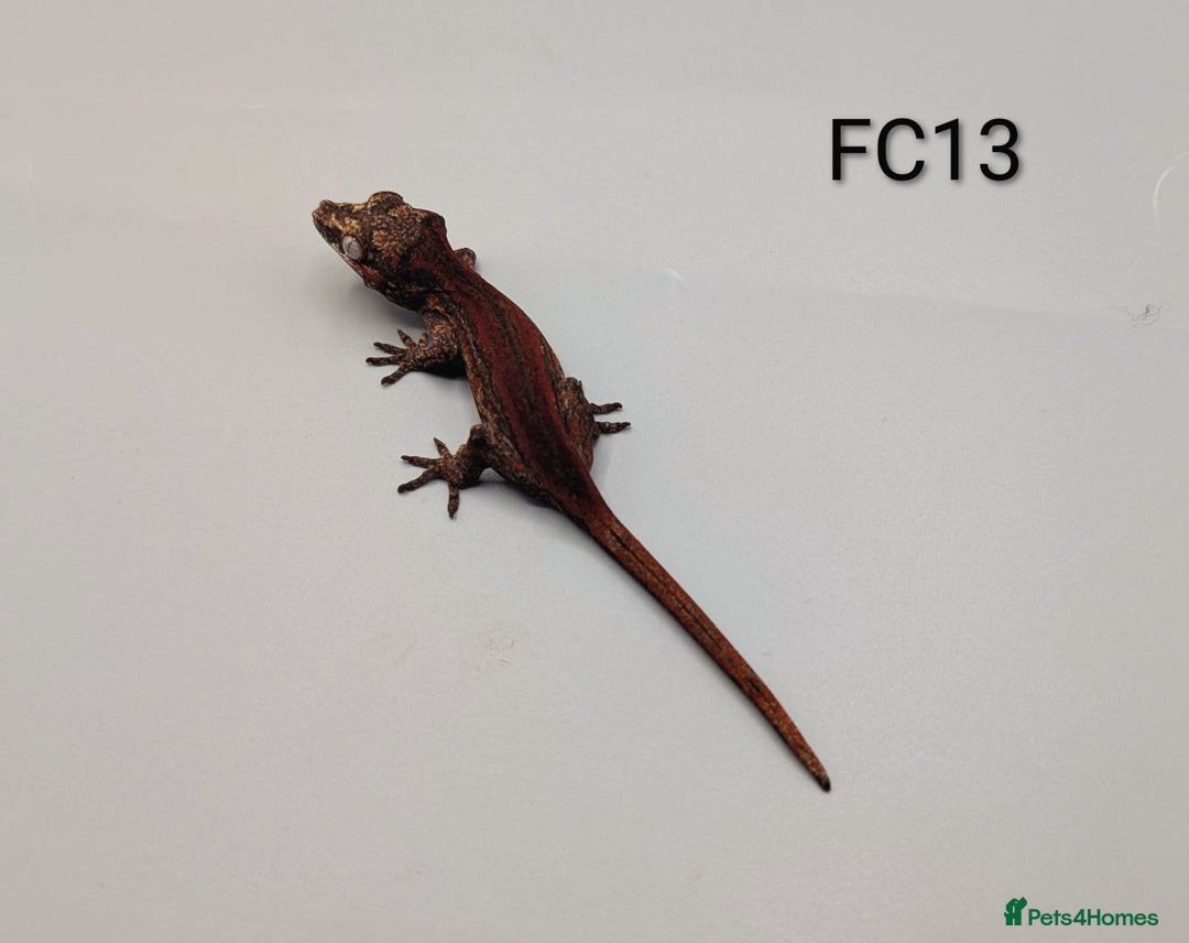 Gecko reptiles for sale: Red & Orange Stripe Gargoyle Gecko CB25  - Advert 2