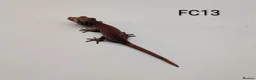 Gecko reptiles for sale: Red & Orange Stripe Gargoyle Gecko CB25  - Advert 2