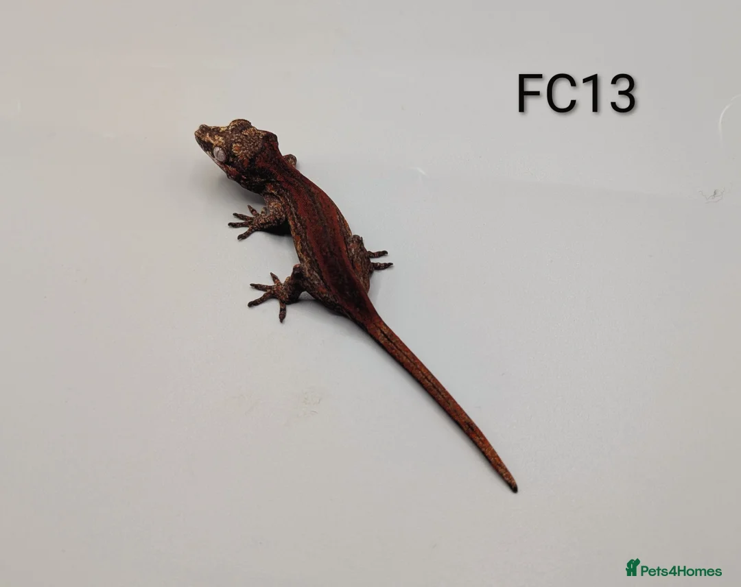Gecko reptiles for sale: Red & Orange Stripe Gargoyle Gecko CB25  - Advert 2