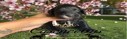 Cockapoo dogs for sale: STUNNING DNA CLEAR F1 miniature cockapoos - Advert 6
