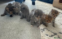 British Longhair cats for sale: British longhair X British Blue - Image 1