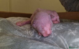 Sphynx cats for sale: Two sphynx kittens  - Image 4