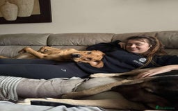 Mixed Breed dogs for adoption: Taz needs a perfect home  - Advert 12