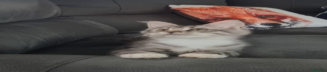 Silver and white male 