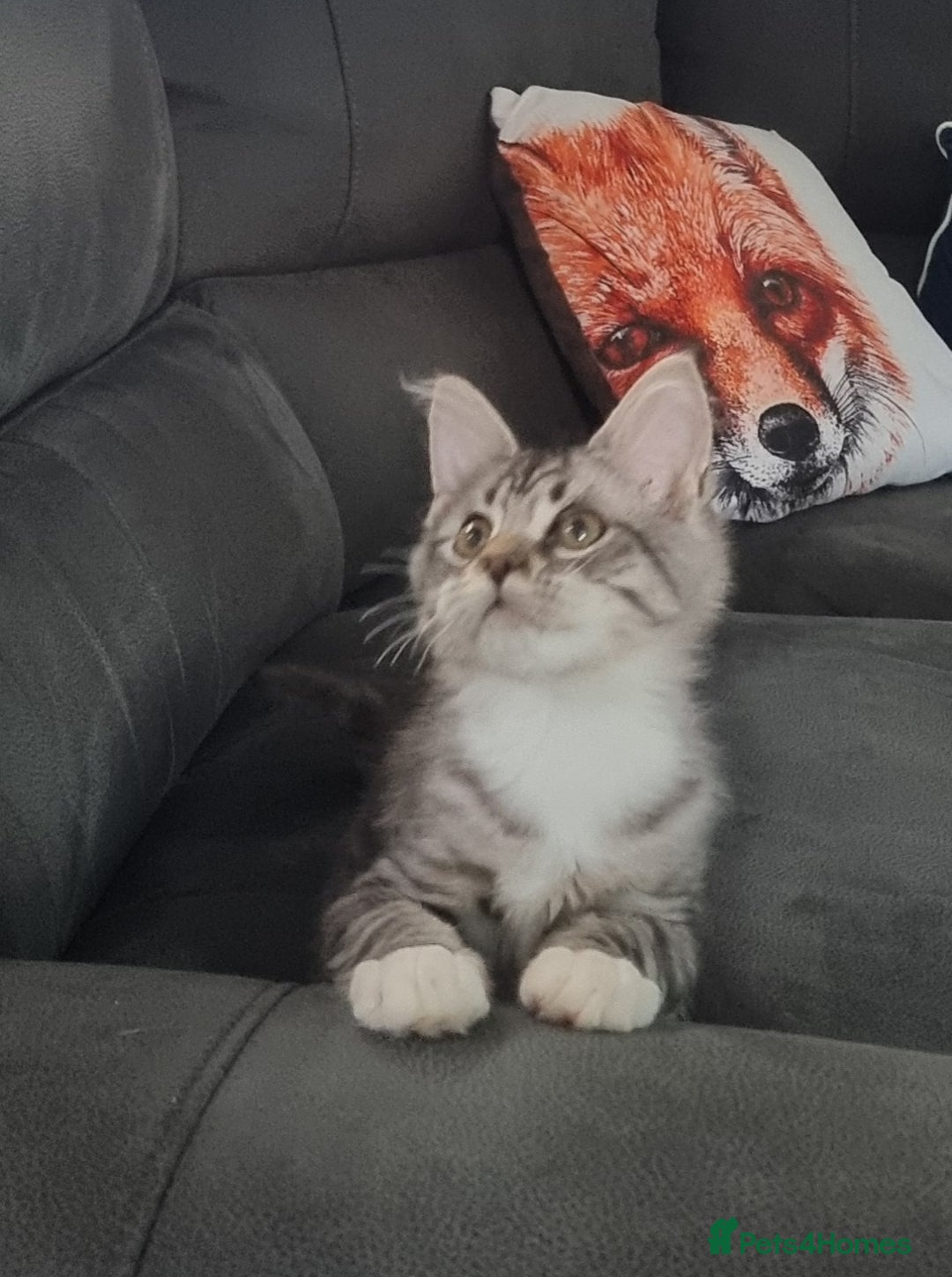 Maine Coon cats for sale: GCCF Pedigree Maine Coon Kittens for sale  - Image 5