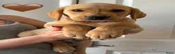 Labrador Retriever dogs for sale: Very Chunky Labradors Ready Now  - Advert 5