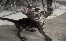 Bengal cats for sale: Breed quality silver bengal kittens 🐆💎🤍🩶🖤 - Image 33