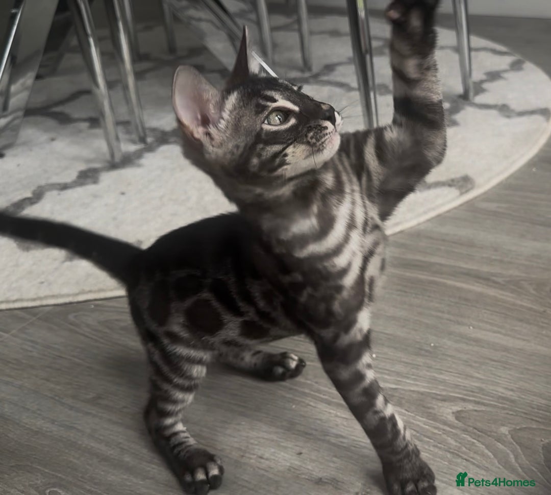 Bengal cats for sale: Breed quality silver bengal kittens 🐆💎🤍🩶🖤 - Image 33