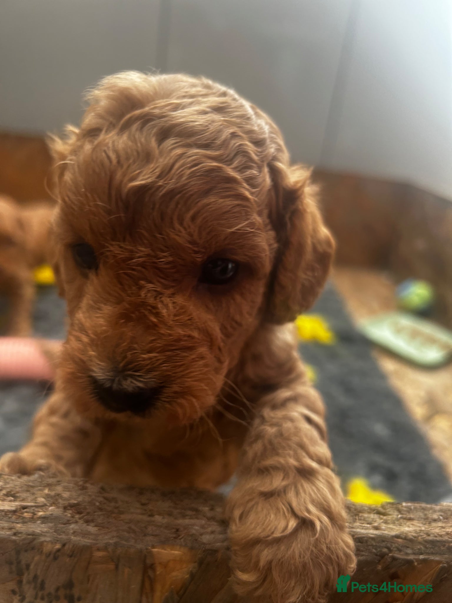 Cockapoo dogs Beautiful F1B cockapoo puppies - Advert 16