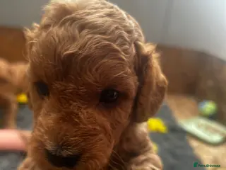 Cockapoo dogs Beautiful F1B cockapoo puppies - Advert 16