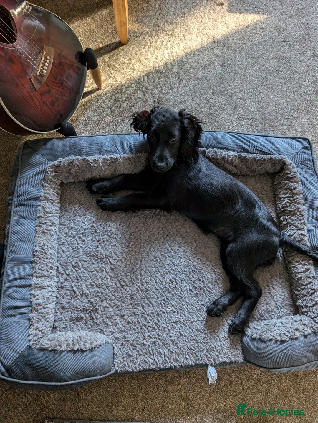 Cocker Spaniel dogs for sale: Cocker Spaniel, Black, Female. - Advert 3