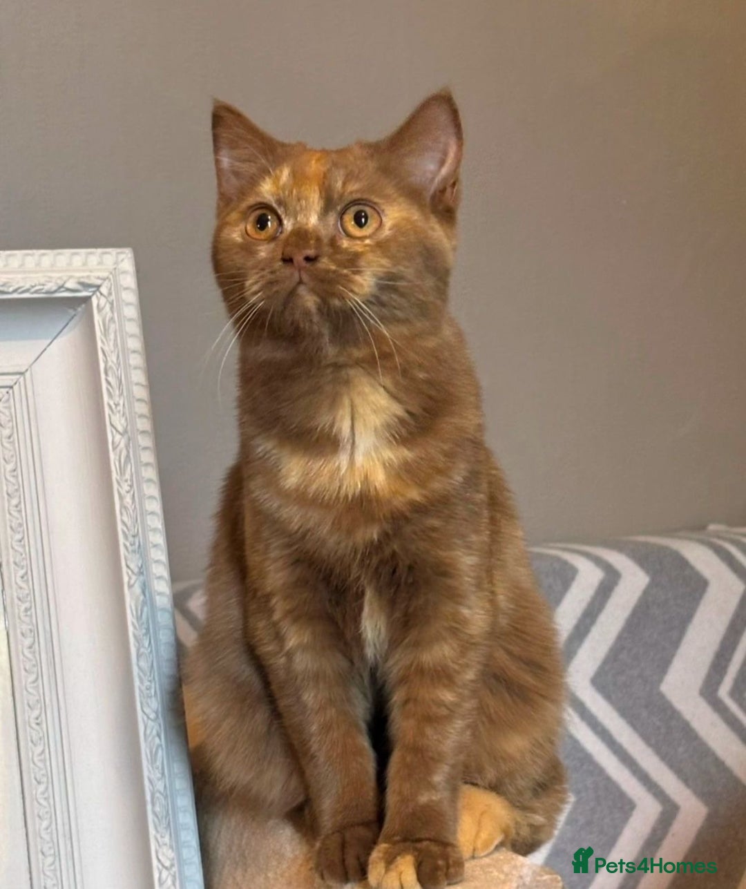 British Shorthair cats for sale: STUNNING TORTOISESHELL BRITISH SHORTHAIR  - Advert 2