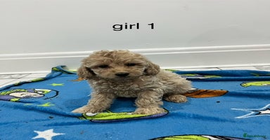 Cockapoo dogs - Advert 7