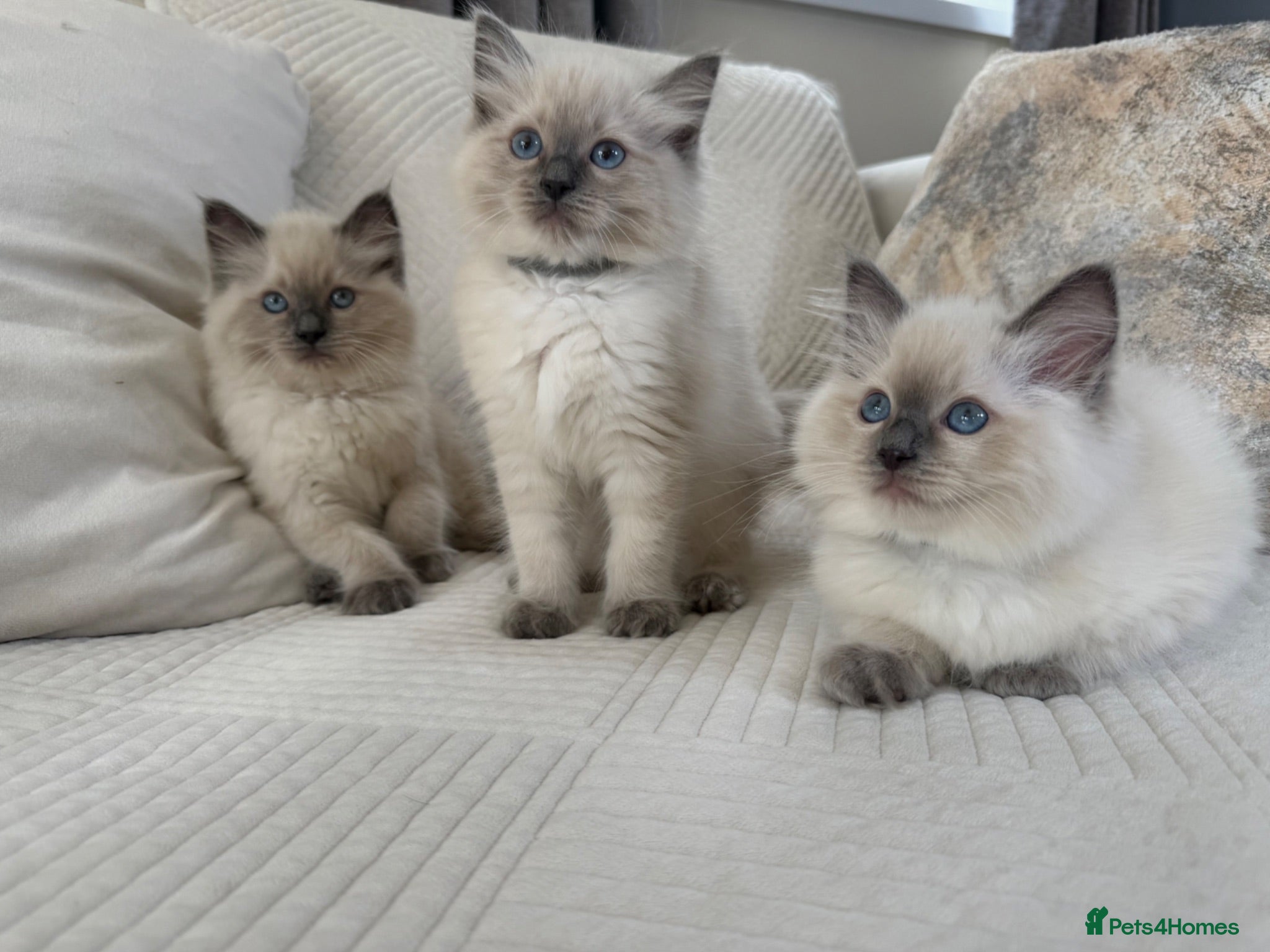 Ragdoll cats Blue Point Ragdoll Kittens 3 boys left  - Advert 9