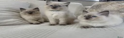 Ragdoll cats for sale: Blue Point Ragdoll Kittens 3 boys left  - Advert 1