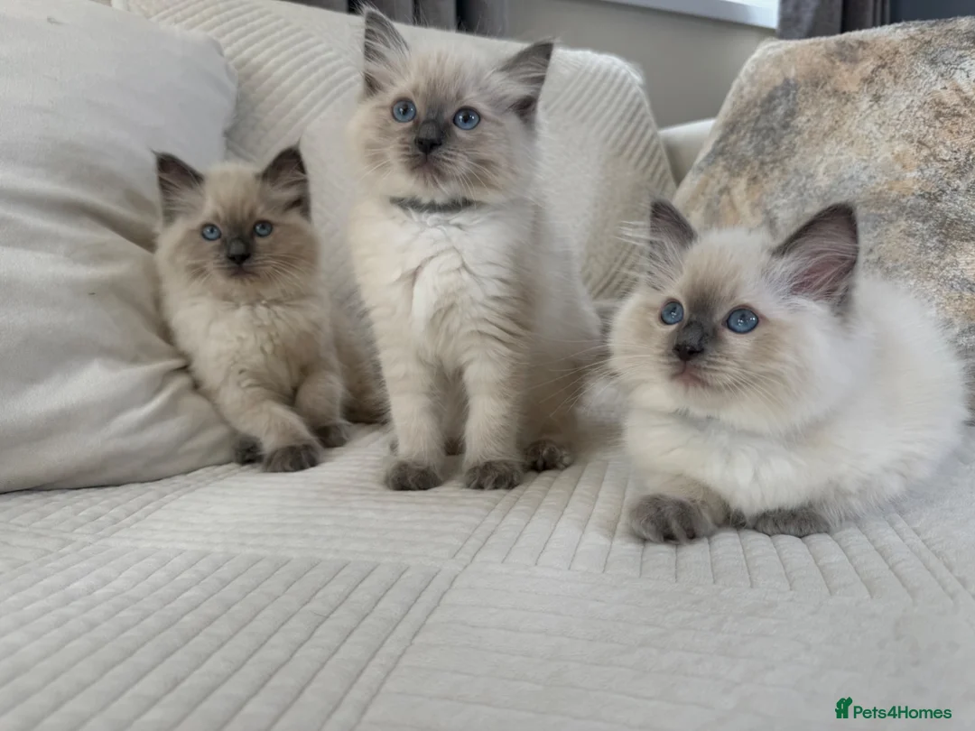 Ragdoll cats for sale: Blue Point Ragdoll Kittens 3 boys left  - Advert 1