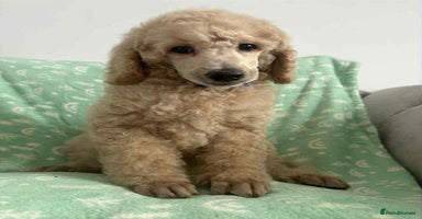 Standard Poodle dogs - Advert 1