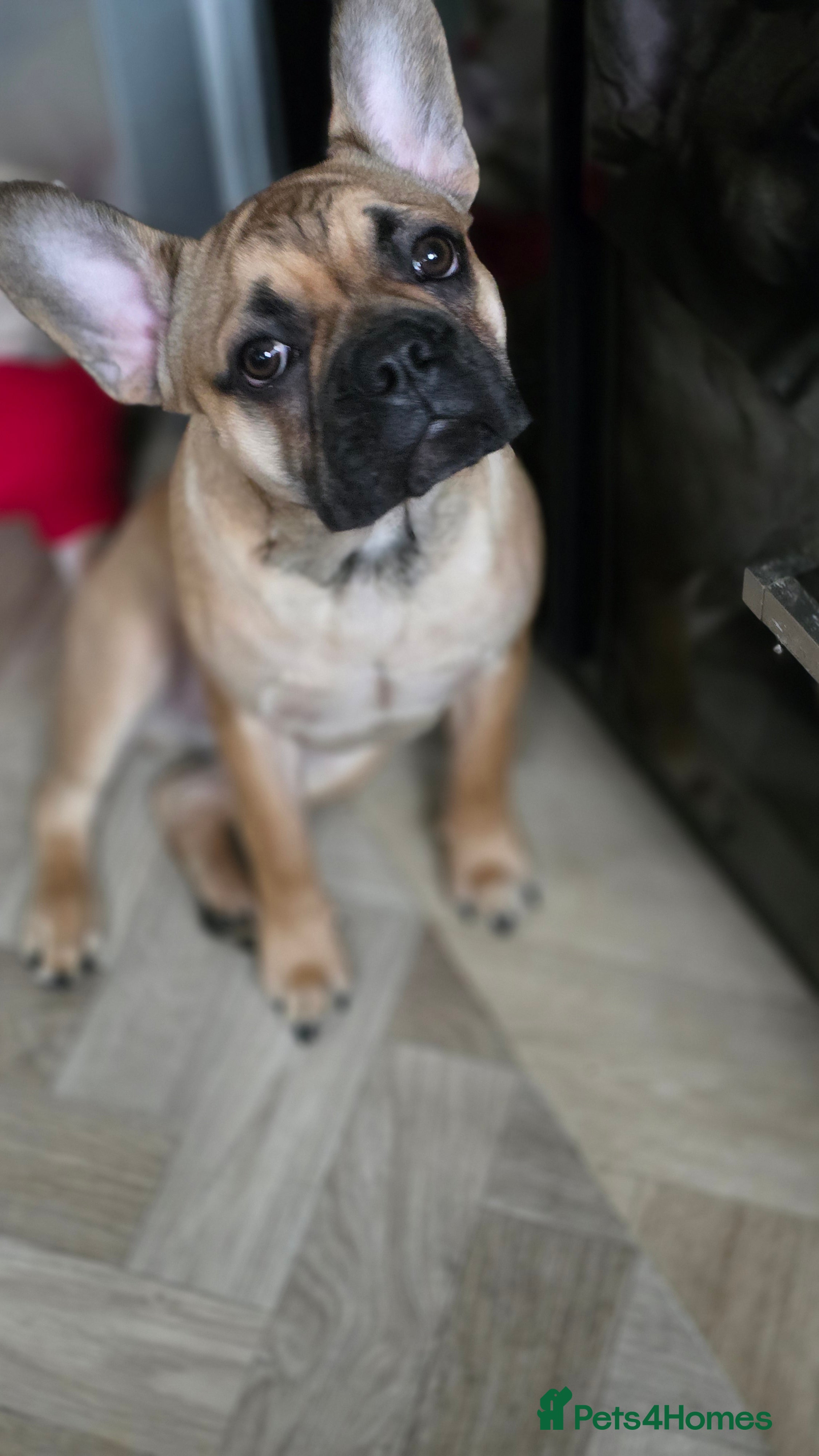 Mixed Breed dogs Frenchie x Chihuahua - Advert 1