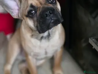 Mixed Breed dogs Frenchie x Chihuahua - Advert 1