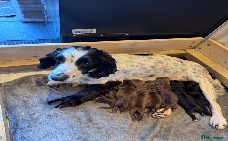 Cocker Spaniel dogs - Advert 8