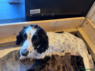 Cocker Spaniel dogs - Advert 1