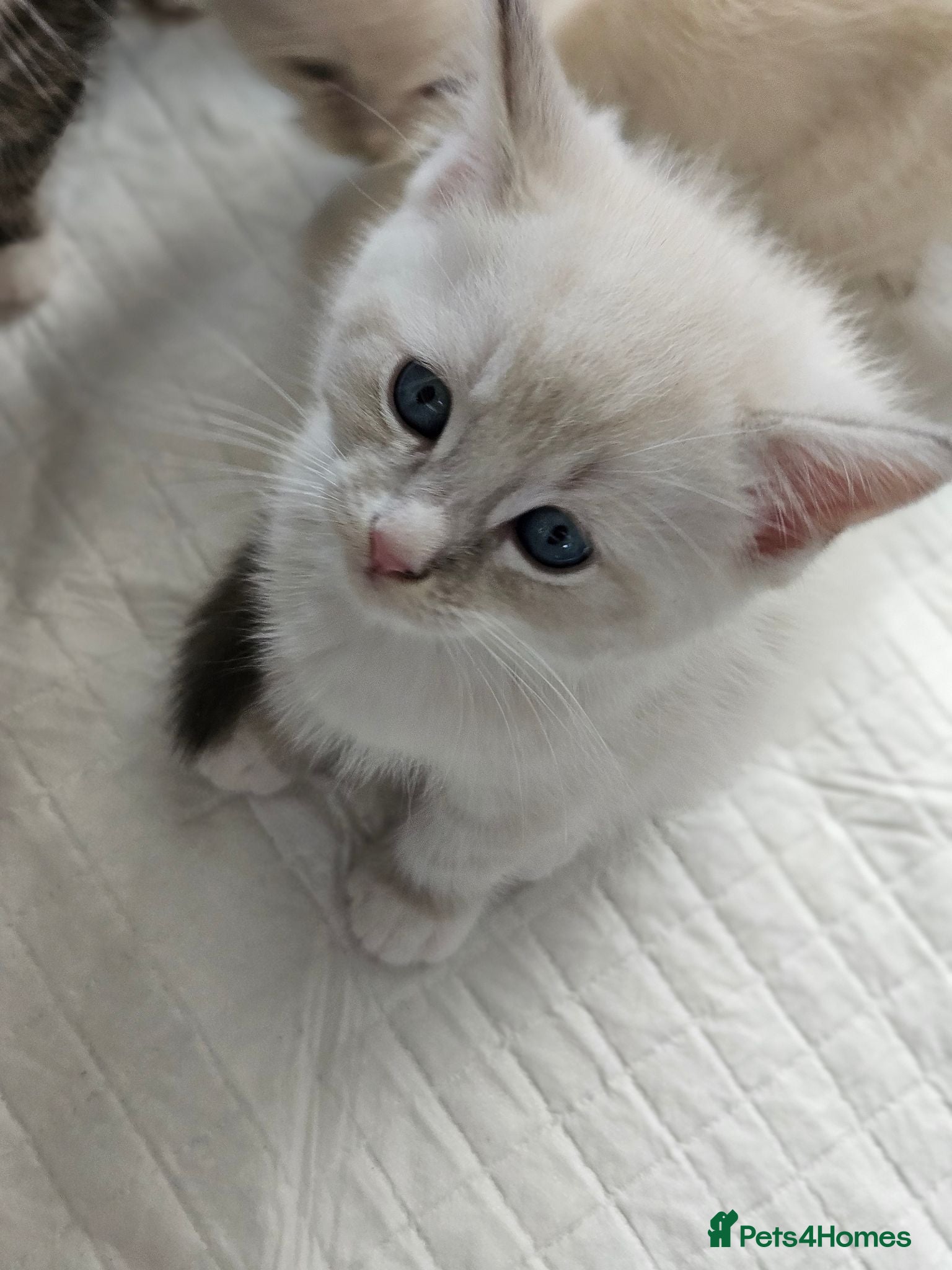 Ragdoll cats 4 sweet Ragdolls cross Scottish straight🩷🩷🩷🩵 - Advert 18