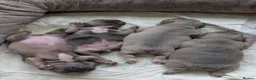 French Bulldog dogs for sale: French bulldog puppies  - Advert 27