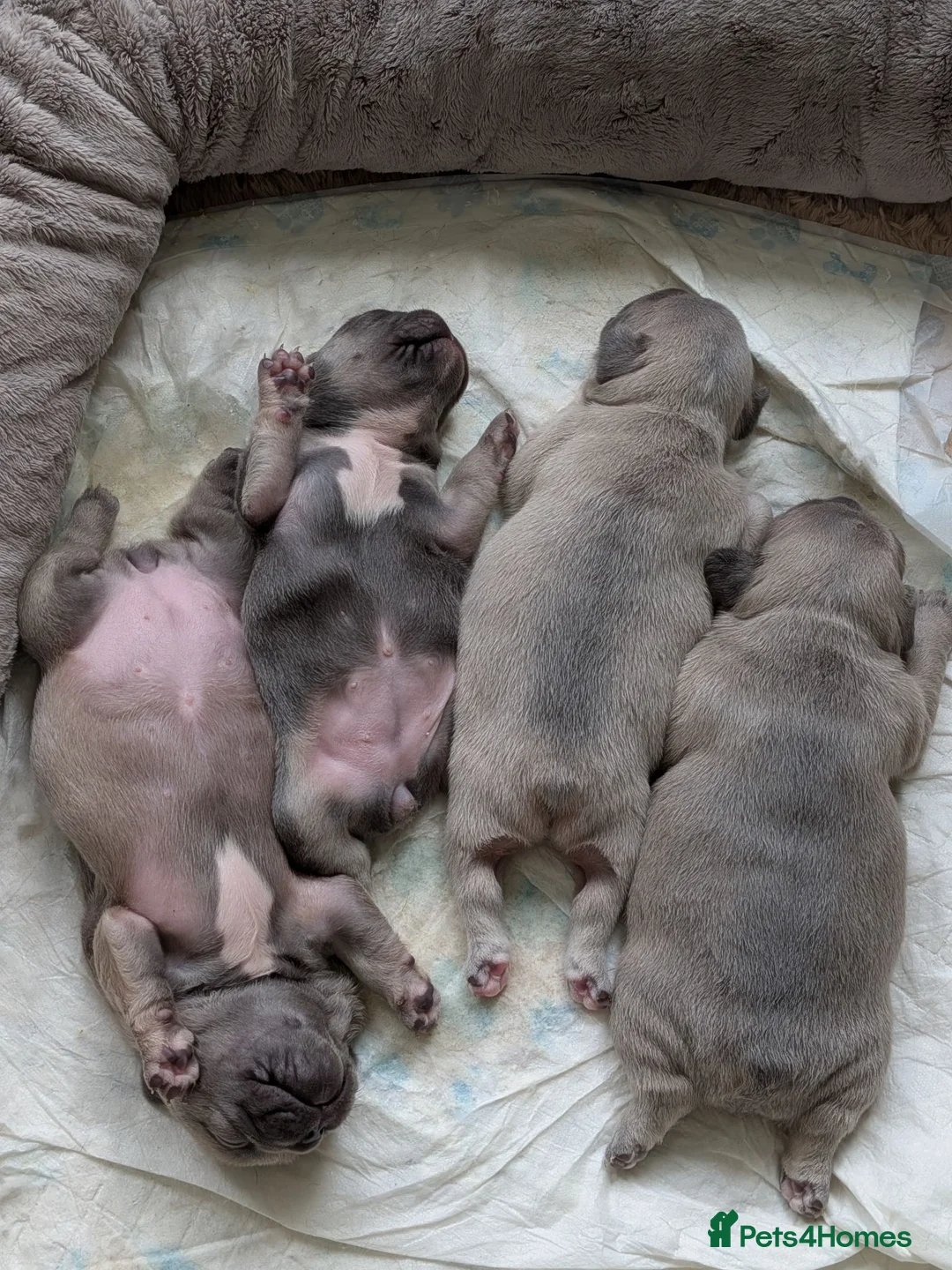 French Bulldog dogs for sale: French bulldog puppies  - Advert 27