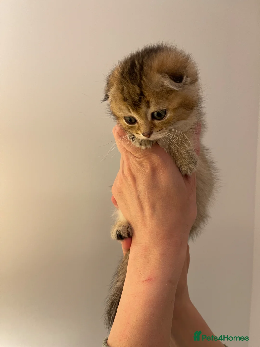 Scottish Fold cats for sale: LOVELY SCOTTISH FOLD KITTENS  in Basildon - Advert 2