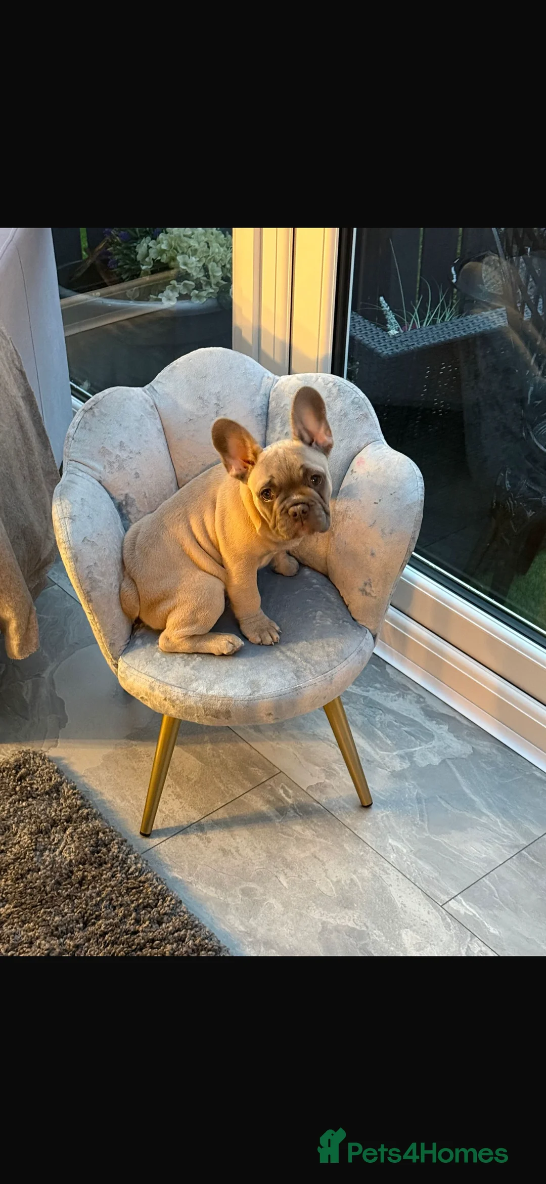 French Bulldog dogs for sale: French bull dog puppy  - Advert 1
