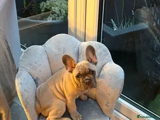 French Bulldog dogs French bull dog - Advert 2