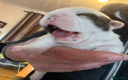 English Bulldog dogs for sale: English bulldogs - Advert 35