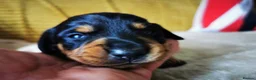 Miniature Dachshund dogs for sale: KC Stunning litter of girls 💗 - Advert 18
