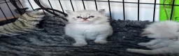 Siberian cats for sale: Champion Line Kitens - Advert 15