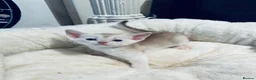 Abyssinian cats for sale: ❤️🏆 Outstanding Abyssinian Kittens Available 🏆❤️ - Advert 8