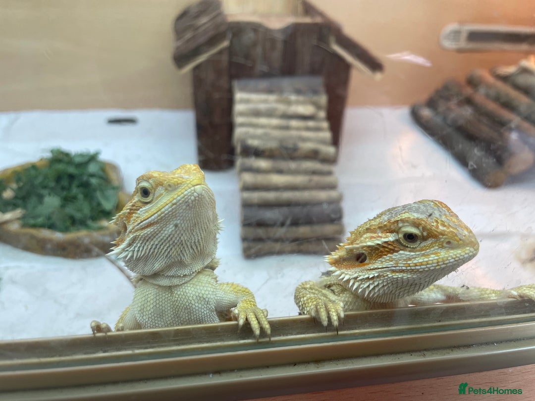Bearded Dragon reptiles for sale: Baby Hypo Bearded Dragons - Image 1