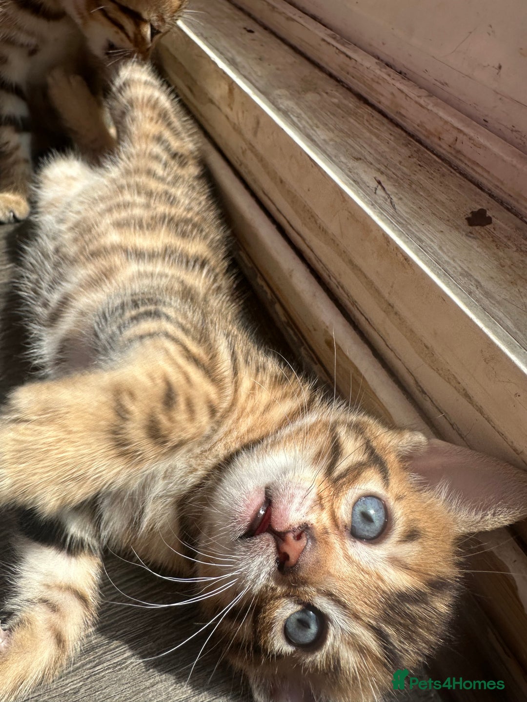 Bengal cats for sale: Snow Mink/Brown Rossette Blue Eyed Bengals - Image 19