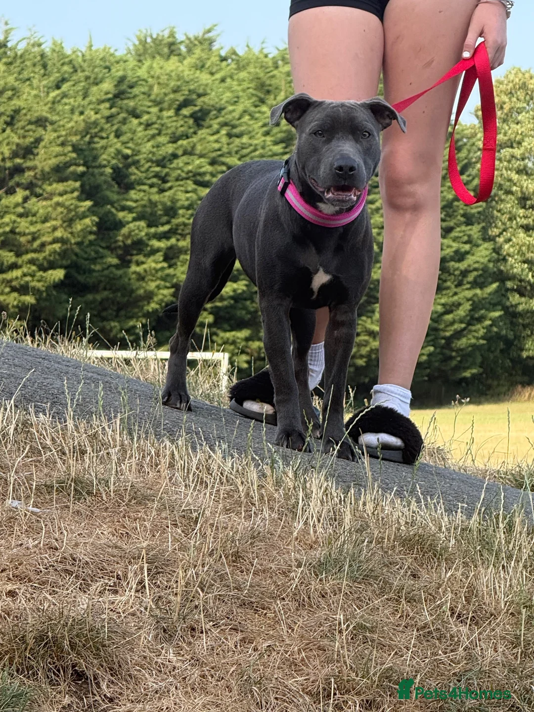 Mixed Breed dogs for sale: 9 month old staffie cross  - Advert 3