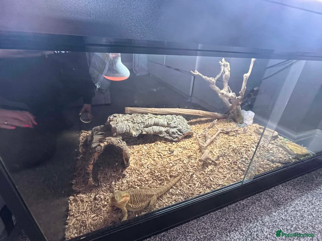 Bearded Dragon reptiles for sale: 10month old bearded dragon in Doncaster - Advert 2